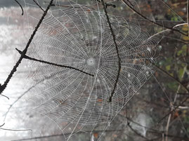 Spinnennetz im Wald – Symbol für innere Muster und Verstrickungen im Leben von Männern