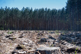 Faire des biocarburants ou du kérosène avion à partir de biomasse forestière, comme le projet Hynovera,une absurdité