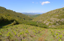 Le vignoble de "La Loute" à Alt de Coume Majou