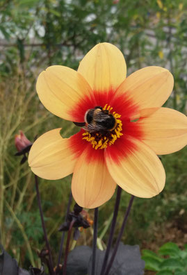  gelb orange Blume mit Biene als Sinnbild für natürliche Prozesse