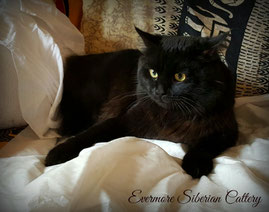 Gatto siberiano Black solid (nero solido)