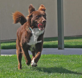 Maddie - Happily contained by her Pet Stop Dog Fence.