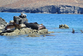 Lobos marinos en Pichilingue