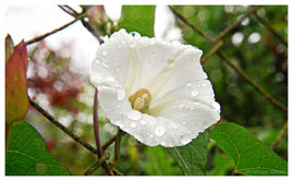 Windenblüte nach dem Regen