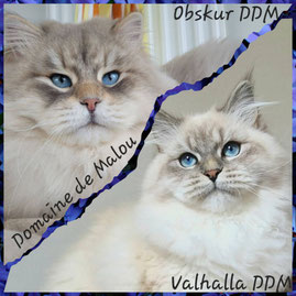 elevage de chat sibérien Ile de France