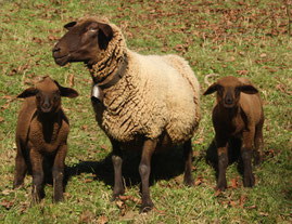 Zuchtschaf
