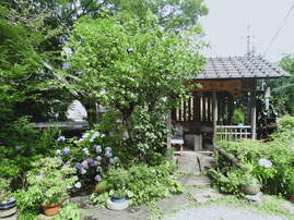 アジサイの咲く水車小屋