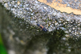 （参考）ナミテントウの幼虫