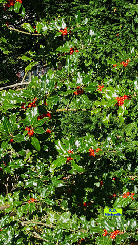 Glänzend grüne Blätter und zahlreiche knallrot in der Herbstsonne leuchtende Beeren einer Stechpalme / Ilex von K.D. Michaelis