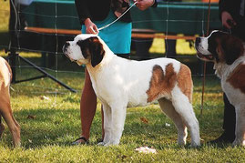 Un chien saint-bernard tenu en laisse en exposition canine par coach canin 16 educateur canin jarnac cognac angoulême