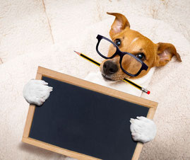 Chien étudiant. C'est un jack russel avec des lunettes, un crayon dans la gueule et qui porte une ardoise.