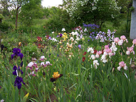 1. Choosing the parental generation - The diversity of irises has been increased enormously over the last decades. There is a vast number of varieties and forms - iriszucht.de