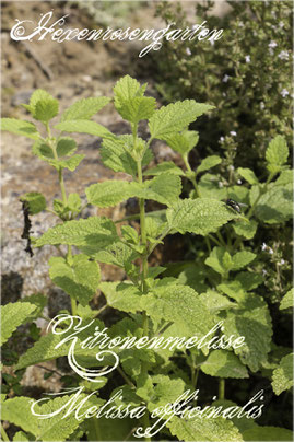 Hexenrosengarten Kräuter Zitronenmelisse Melissa officinalis