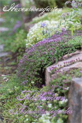 Hexenrosengarten Kräuter Feldthymian Thymus pulegoides Blüte weiß lila