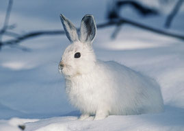 Foto eines jungen weißen Schneehasens in einer winterlichen Landschaft. Von der Seite aufgenommen. Die Ohren stehen aufrecht und der Blick ist wachsam, aber freundlich.