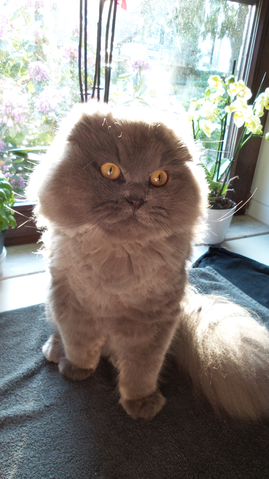 Scottish Fold Katzen Leiden An Osteochondrodysplasie