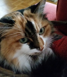 Lucy