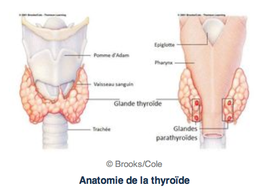 anatomie de la thyroide