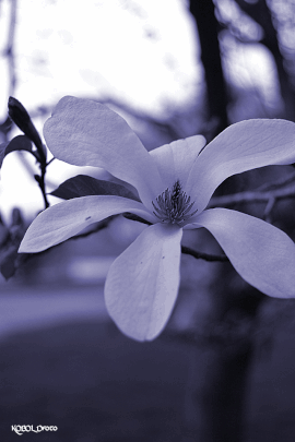 Frühling im Elbland * 2012