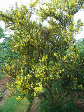 Broom in bloom in June - Castle Bromwich Hall Gardens