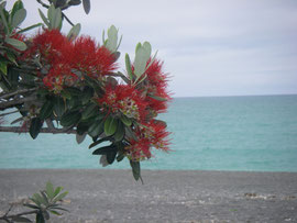 Pohutukawa in Napier