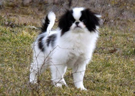 Japanese Chin Facadavic