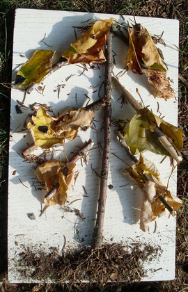 l'arbre aux feuilles en or