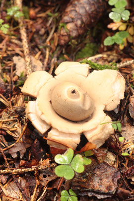 ein seltener Pilz - Halskrausen-Erdstern bei Dobel (G. Franke,02.10.2016)