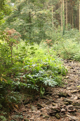 Der Feldrennacher Bach ist fast ausgetrocknet - an seinem Ufer der invasive und giftige Neophyt, Riesen-Bärenklau -  Heracleum mantegazzianum (G. Franke, 04.09.16)