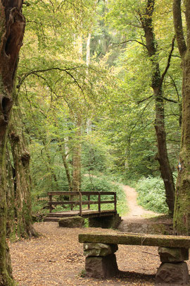 Überquerung des Feldrennacher Baches und weiter geht es in Richtung Weiler durch den Wald (G. Franke)