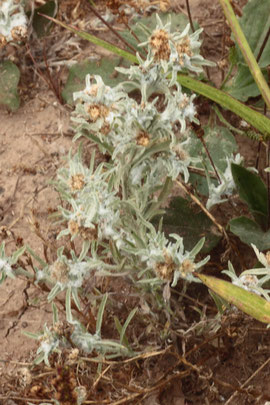 Sumpf-Ruhrkraut - Gnaphalium uliginosum bei Ottenhausen (G. Franke, 04.09.16)