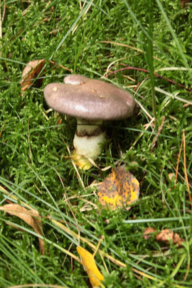 Kuhmaul - essbarer Pilz, gefunden während der Exkursion (G. Franke)