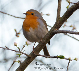 faune sauvage abri nourriture oiseau