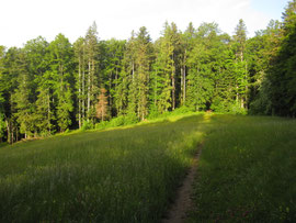 Flowige Jura-Trails