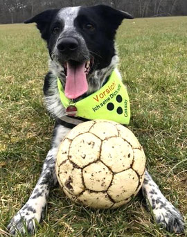 Blindenhalstuch, Halstuch bestickt, Fußball, Blind, Blinder Hund, Textilfashion,