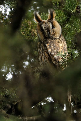 Hibou moyen-duc - St Julien l'Ars (86) - Mars 2010