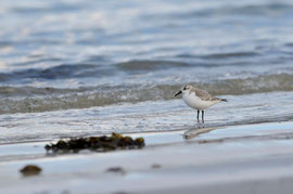 Bécasseau sanderling - Camaret (29) - Février 2010