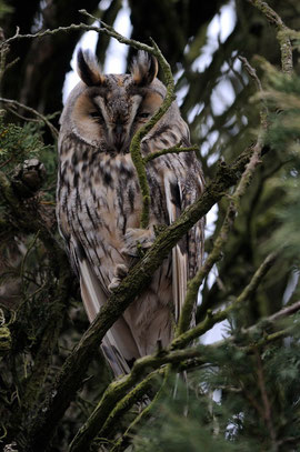 Hibou moyen-duc - St Julien l'Ars (86) - Novembre 2010