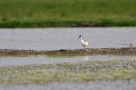 Avocette élégante - Brouage (17) - 27/04/2011