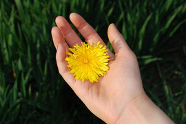 immagine di una mano che tiene un fiore giallo delicata e di presenza mentale e consapevolezza, indica gratitudine