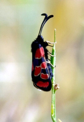 Z. maroccana souktanaensis (Anti-Atlas oriental)  