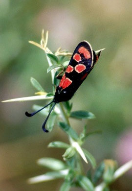Z. maroccana souktanaensis (Anti-Atlas oriental)  