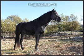 dusty moutain ranch