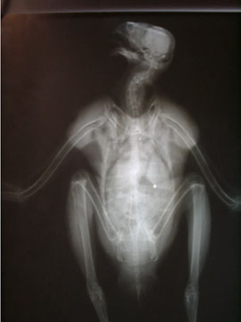 Röntgenbild eines angeschossenen Mäusebussards. Man sieht deutlich das Projektil im Körper. Dieser Fall wurde angezeigt.
