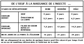 Ruche Wrré et TBH