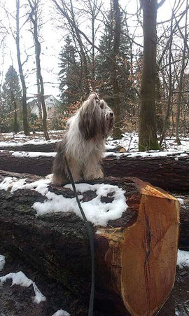 Milka und der hoffentlich letzte Schnee