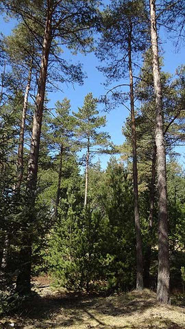 Die geliebten Dünenwälder, der Duft von Kiefern und Heide