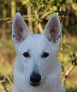 Arjuna von den Weissen Wupper Wölfen - 2 Jahre alt