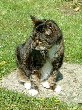 Minka, Schmusebacke