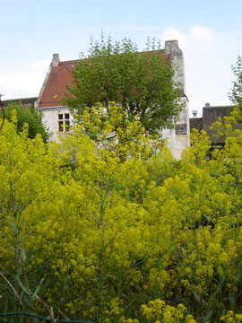 Le jardin envahi par le pastel (cette plante jaune donne une teinture bleue, la plus appréciée des couleurs au Moyen-âge)